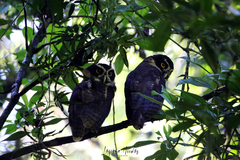 Pulsatrix perspicillata