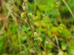 Onobrychis viciifolia