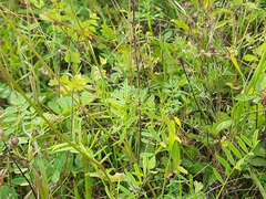 Onobrychis viciifolia