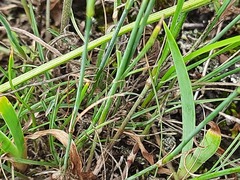 Dianthus daghestanicus