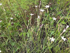 Dianthus daghestanicus