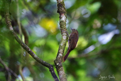 Glyphorynchus spirurus