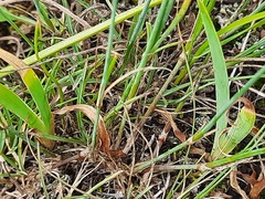 Dianthus daghestanicus