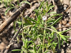 Satureja hortensis