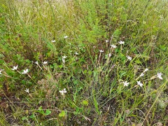 Dianthus daghestanicus