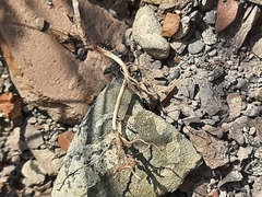 Satureja hortensis