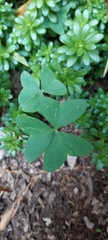 Oxalis latifolia