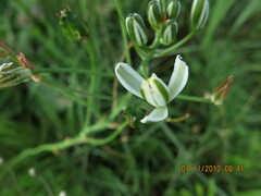 Albuca setosa