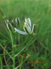 Albuca setosa