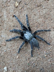 Pterinochilus murinus