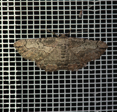 Menophra japygiaria
