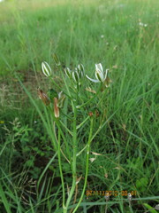 Albuca setosa