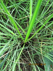 Albuca setosa
