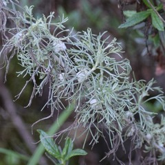 Rhopalomyia floccosa