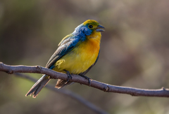 Passerina leclancherii