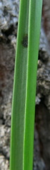 Albuca setosa