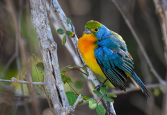 Passerina leclancherii