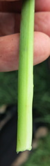 Albuca setosa