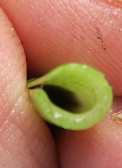 Albuca setosa
