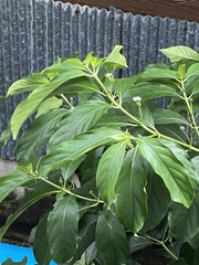 Morinda coreia