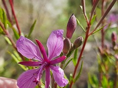 Chamaenerion colchicum