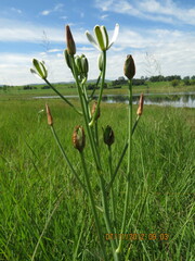 Albuca setosa