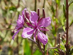 Chamaenerion colchicum