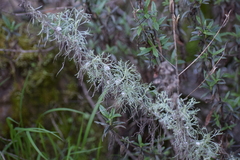 Rhopalomyia floccosa