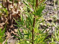 Chamaenerion colchicum