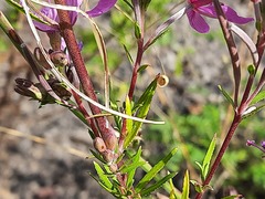 Chamaenerion colchicum