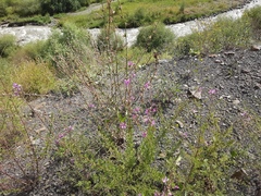 Chamaenerion colchicum