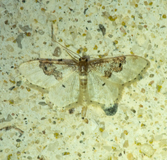 Idaea rusticata