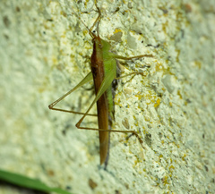 Conocephalus conocephalus