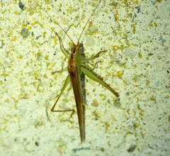 Conocephalus conocephalus