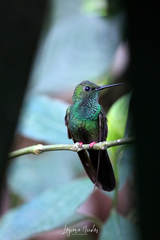 Chalybura urochrysia