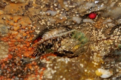 Placiphorella velata