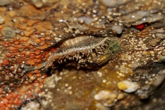 Placiphorella velata