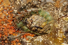 Placiphorella velata