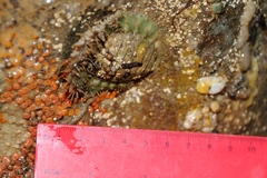 Placiphorella velata