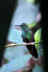 Chalybura urochrysia