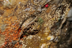 Placiphorella velata