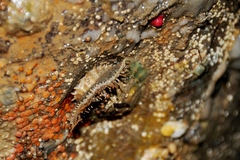 Placiphorella velata