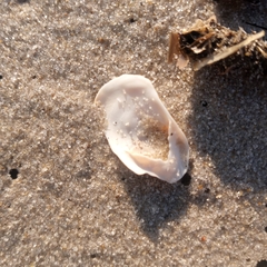 Crepidula plana