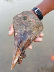 Pinnidae