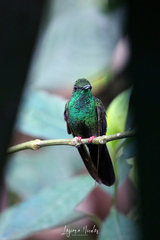 Chalybura urochrysia