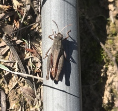 Calliptamus abbreviatus