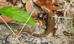 Eutropis macularia