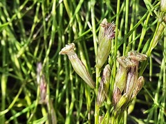 Silene linearifolia