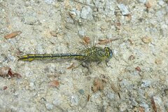 Gomphus pulchellus