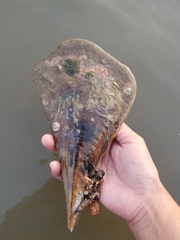 Pinnidae